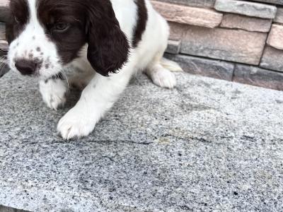 Female Springer Spaniel pup for sale in Wexford