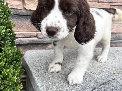 Female Springer Spaniel pup for sale in Wexford