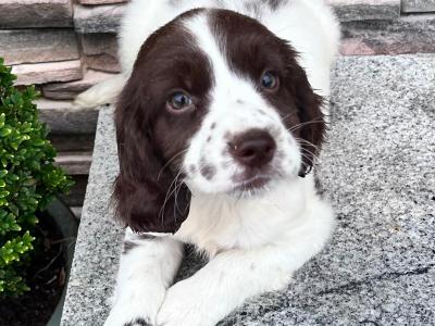 Female Springer Spaniel pup for sale in Wexford