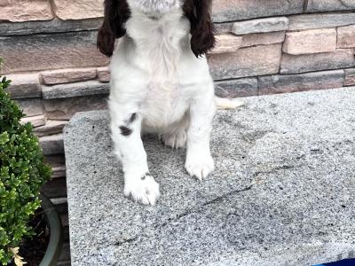 Female Springer Spaniel pup for sale in Wexford