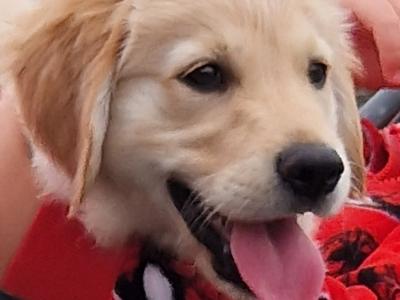 Beautiful Female IKC registered puppy