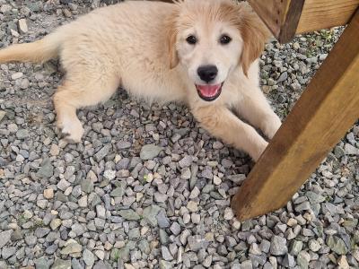 Beautiful Female IKC registered puppy