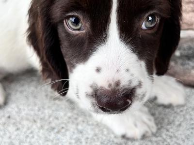 Female Springer Spaniel pup for sale in Wexford