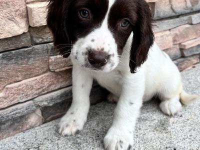 Female Springer Spaniel pup for sale in Wexford