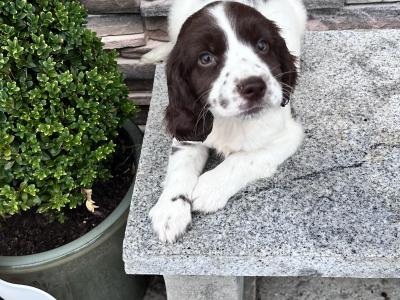 Female Springer Spaniel pup for sale in Wexford