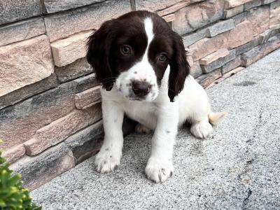 Female Springer Spaniel pup for sale in Wexford