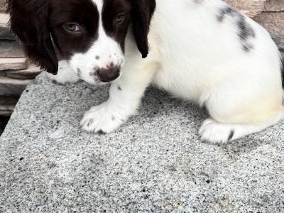 Female Springer Spaniel pup for sale in Wexford