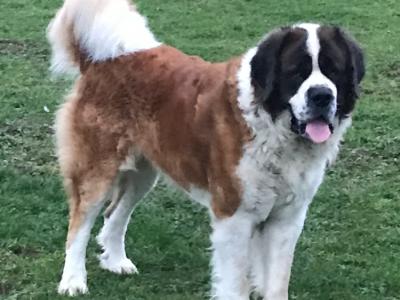 Toby St.Bernard stud in Kildare