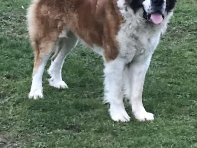 Toby St.Bernard stud in Kildare