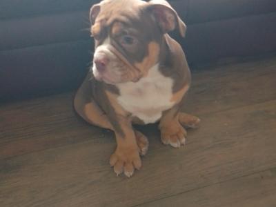 Old English Bulldog puppies in Carlow