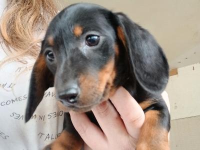 Miniature Dachshund male
