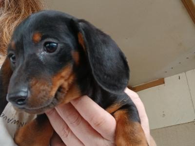Miniature Dachshund male