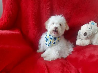 Gorgeous Cavachon/Bichon puppy male 🐶