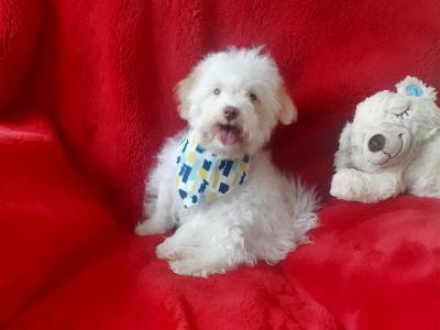 Cute Fully Vaccinated Cavachon/Bichon puppy  🐶 087 3770316 in Meath
