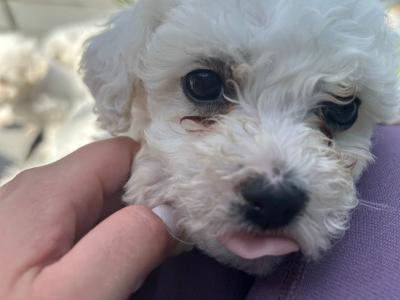 Maltichon puppies in Louth
