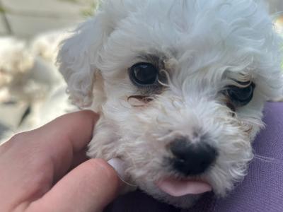 Maltichon puppies in Louth