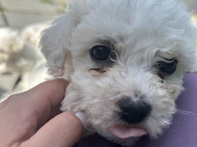 Maltichon puppies
