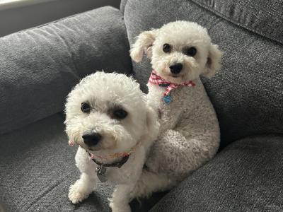 Maltichon puppies in Louth