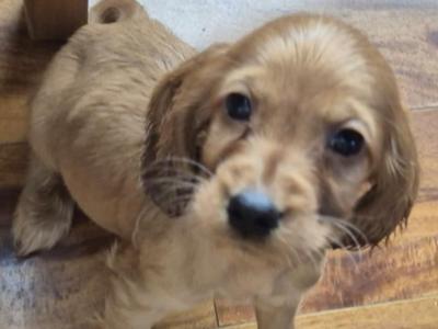 Cocker Spaniel  Male Left House Raised Puppy's 🐶🐶 🐶