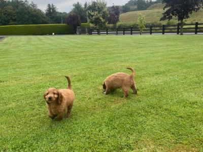 Red Cocker Spaniel puppies 🐶 in Cavan