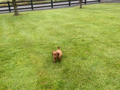 Red Cocker Spaniel puppies 🐶 in Cavan