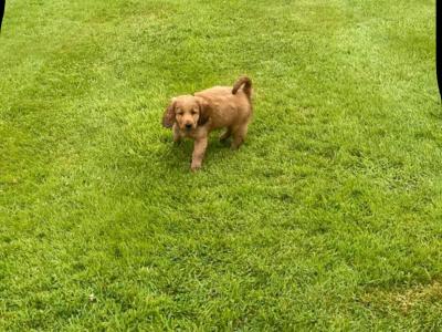 Red Cocker Spaniel puppies 🐶 in Cavan