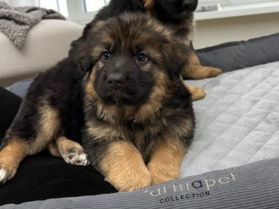 German Shepherd puppies in Tyrone