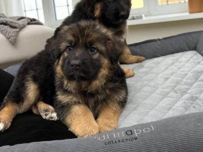 German Shepherd puppies