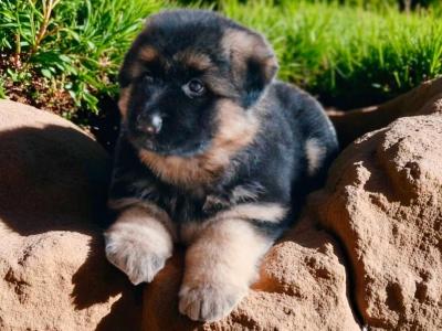 German Shepherd puppies