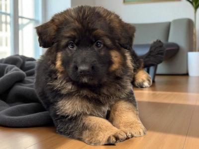 German Shepherd puppies