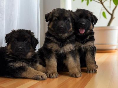 German Shepherd puppies
