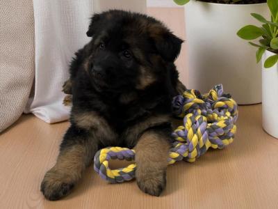 German Shepherd puppies