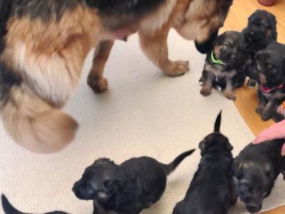 German Shepherd puppies