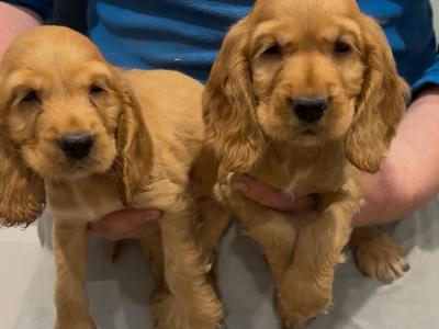 Golden Cocker Spaniel Puppies