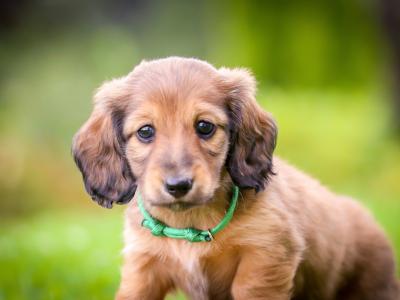 KC Miniature Longhaired Dachshund Puppies