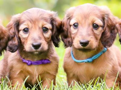 KC Miniature Longhaired Dachshund Puppies (3 remaining)