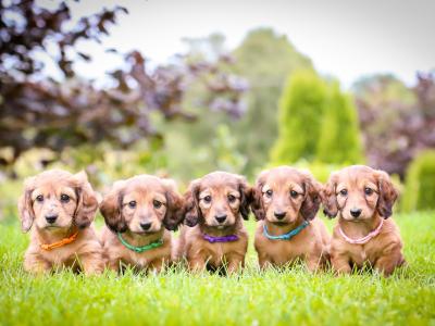 KC Miniature Longhaired Dachshund Puppies