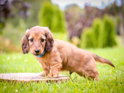KC Miniature Longhaired Dachshund Puppies