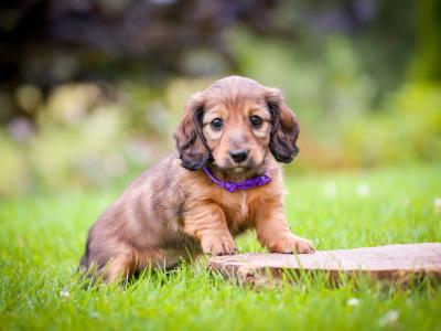 KC Miniature Longhaired Dachshund Puppies