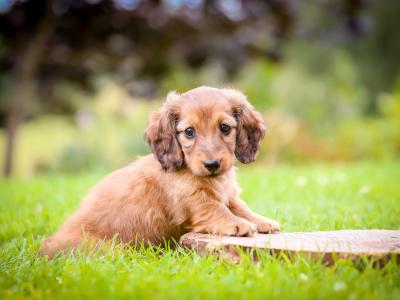 KC Miniature Longhaired Dachshund Puppies