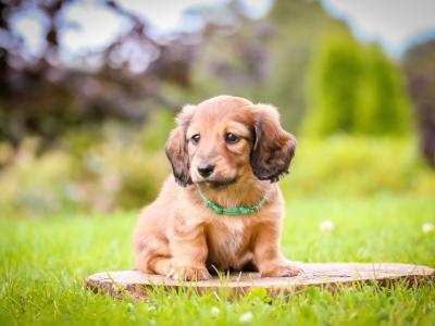 KC Miniature Longhaired Dachshund Puppies