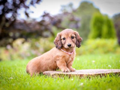 KC Miniature Longhaired Dachshund Puppies