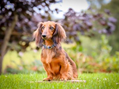 KC Miniature Longhaired Dachshund Puppies