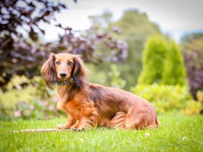 KC Miniature Longhaired Dachshund Puppies