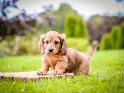 KC Miniature Longhaired Dachshund Puppies