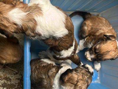 Greengrass Lurcher puppies