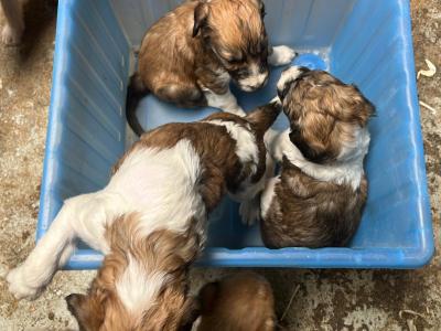 Greengrass Lurcher puppies in Tipperary