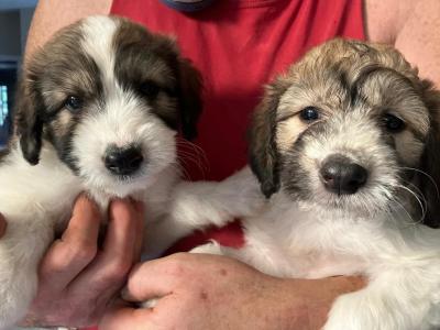 Greengrass Lurcher puppies