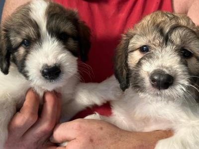 Greengrass Lurcher puppies in Tipperary