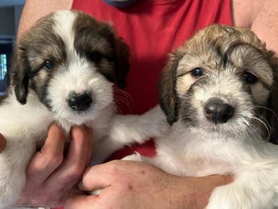 Greengrass Lurcher puppies in Tipperary
